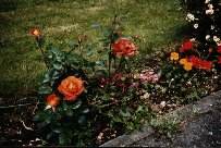 A Gary Lineker Rose